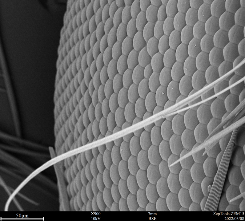 臺式掃描電鏡能譜一體機應(yīng)用1.png 臺式掃描電鏡能譜一體機應(yīng)用1.png