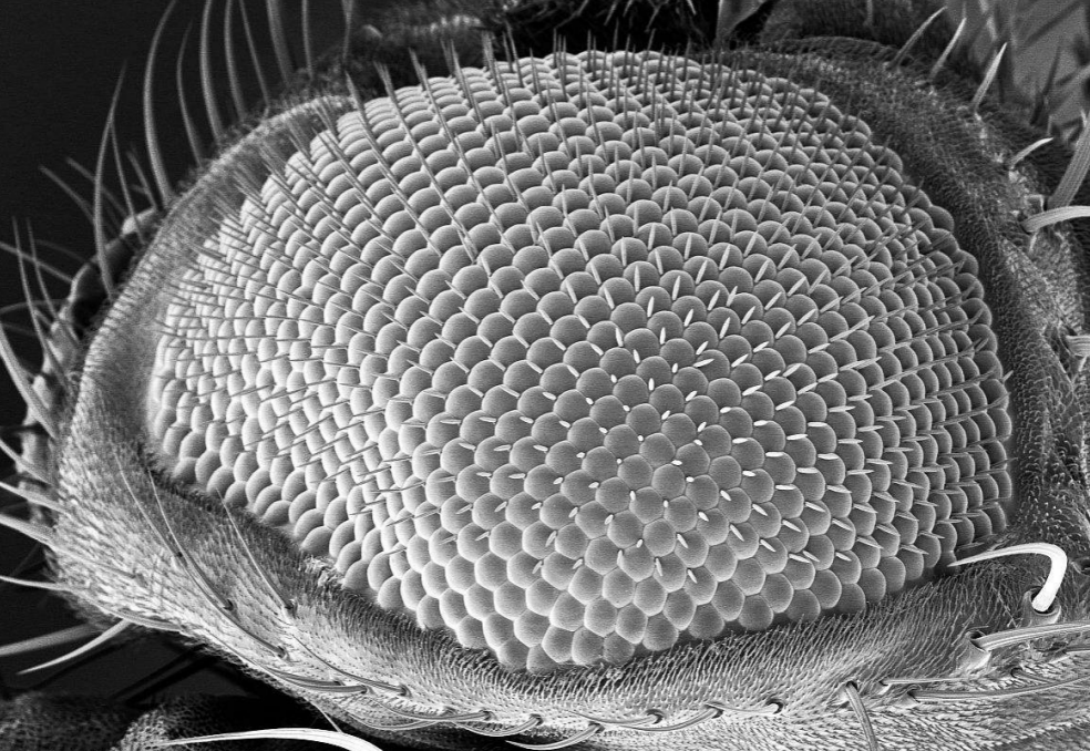 昆蟲復(fù)眼噴金后掃描電鏡成像 3.png 昆蟲復(fù)眼噴金后掃描電鏡成像 3.png