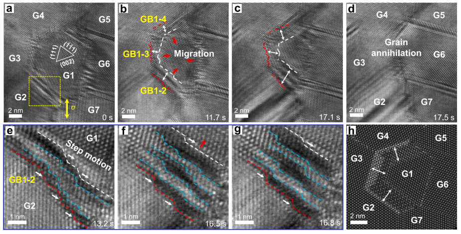 納米多晶樣品中階錯環(huán)介導(dǎo)的三維晶界曲面調(diào)整誘導(dǎo)晶粒收縮/湮滅 納米多晶樣品中階錯環(huán)介導(dǎo)的三維晶界曲面調(diào)整誘導(dǎo)晶粒收縮/湮滅